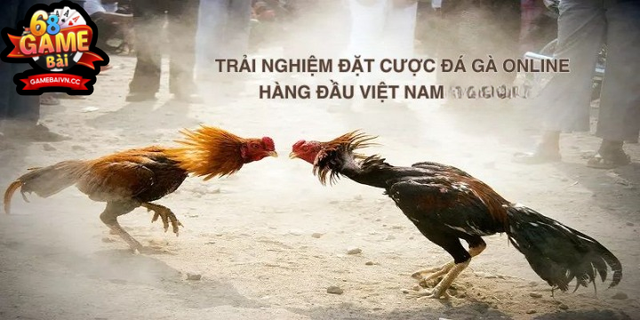 Trải nghiệm đặt cược đá gà online hàng đầu Việt Nam tại Game bài đổi thưởng